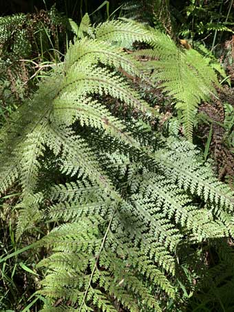 Hawaii Big Island palapalai, scented ferns